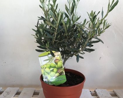 Olea europaea - Olive tree bush in bowlpot